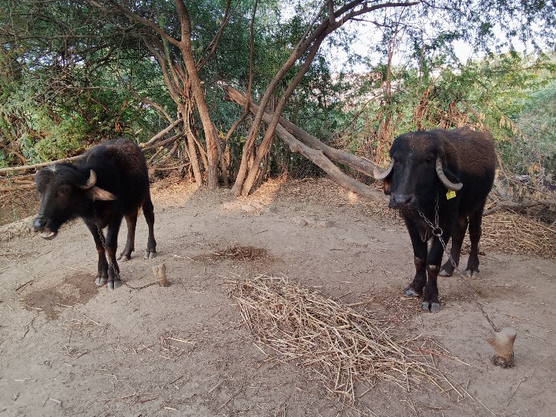 બેખડેલું વેચવાન...