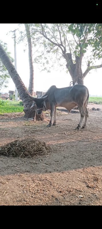 ગોઠલા વેચવાના છ...