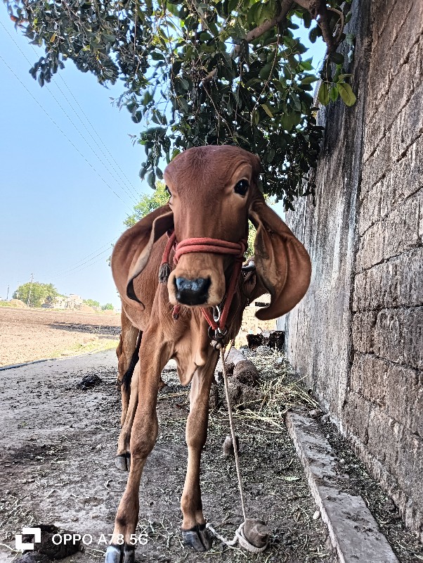 વાછડી વેચવાની છ...