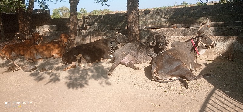 જરસી  ગાય વેચવા...