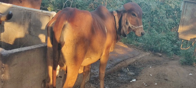 ગાય વેચવાની છે.