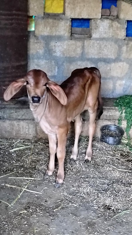 ગાય વેચવાની છે