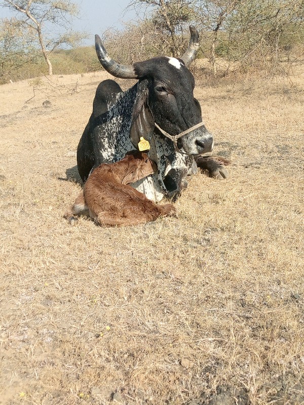 ગાય