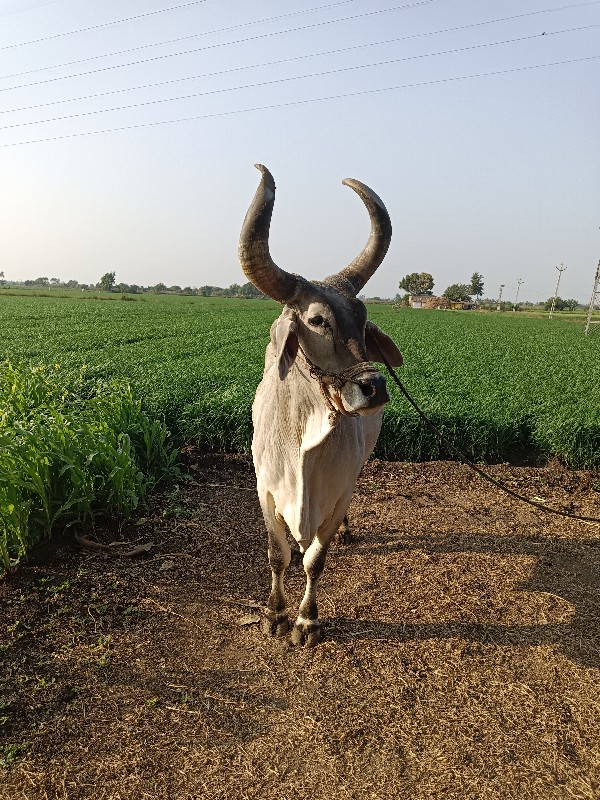 બરધ વેશવાના છે