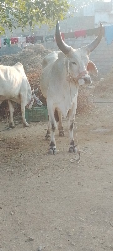 ગોધલો વેચવાનો છ...