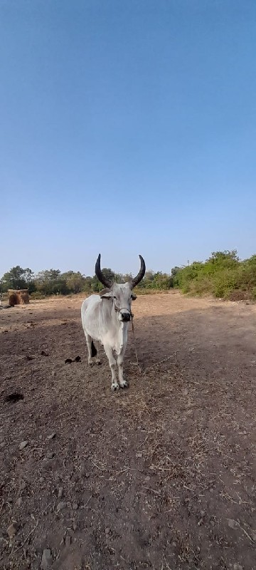 બળદ વેચવા નો છે...