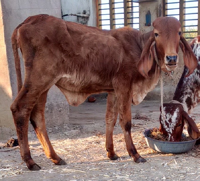 ઓરીજર્નલ ગીર વા...