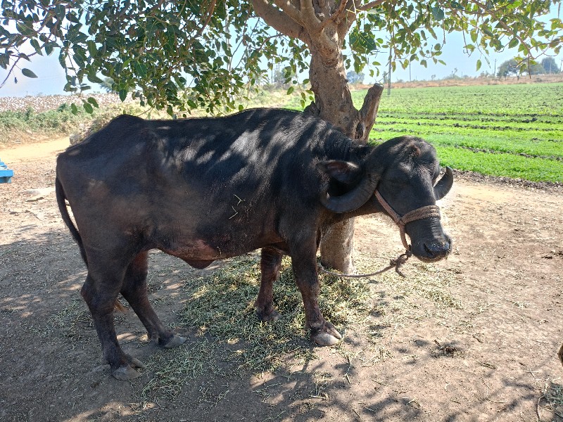 2 ખડેલા વેચવાના...