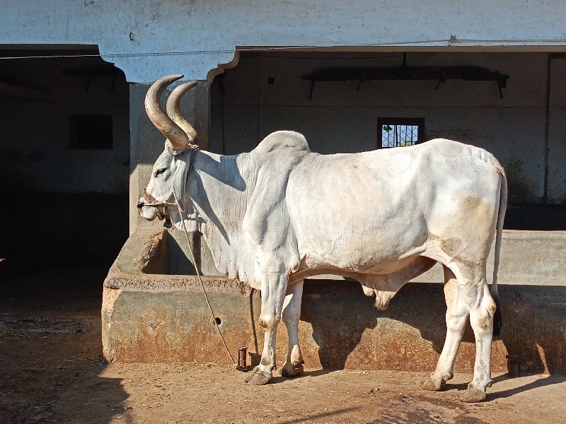 બળદ ધર ચાર સોજો...