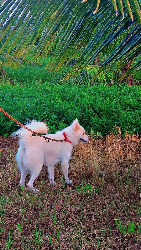 pomerian મેલ છે...