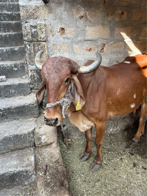 ગીર ગાય વેચવાની...