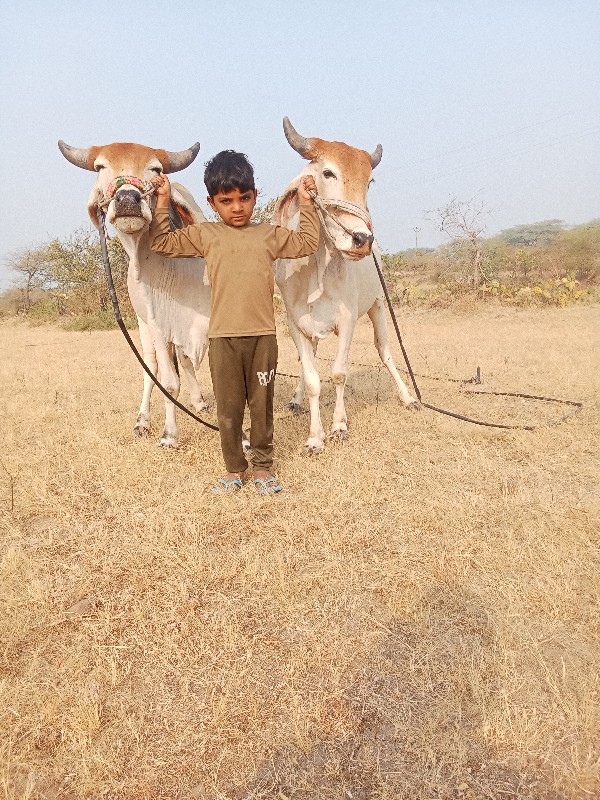 મિત્રોને જેસા છ...