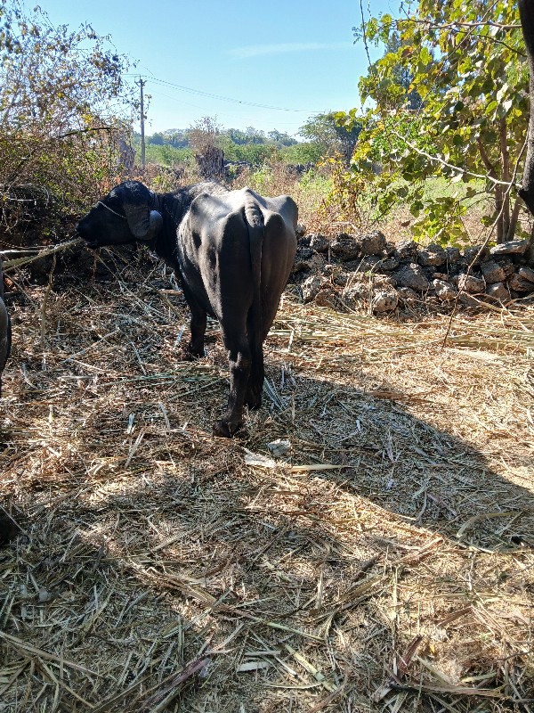 પાડો