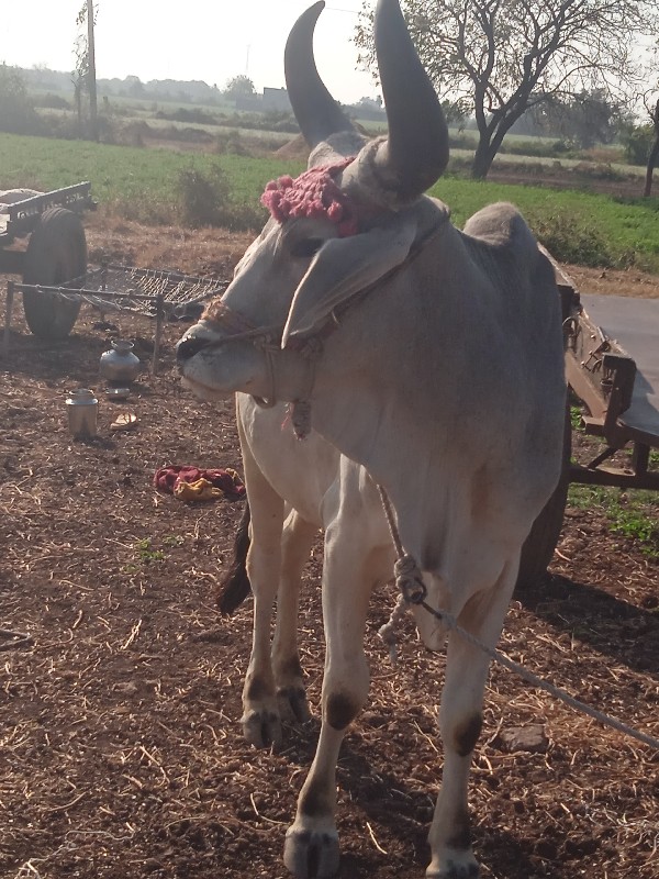 ગોઢલો વેચવાનો છ...