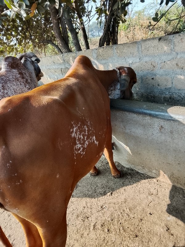 ગીર ગાય વેશવાની...