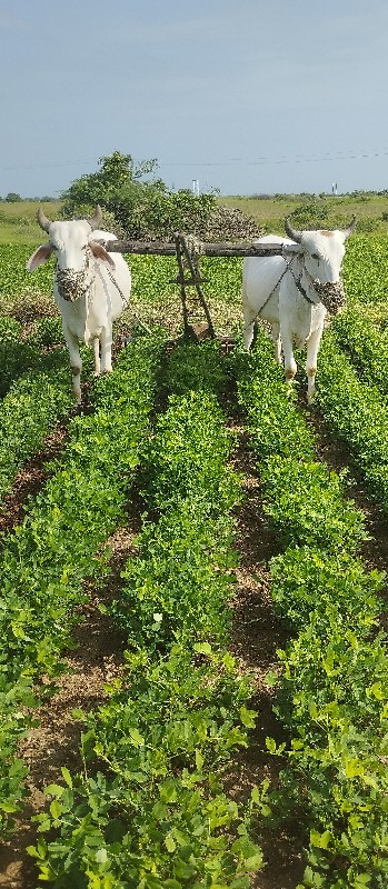 1 વાવણી કરેલ