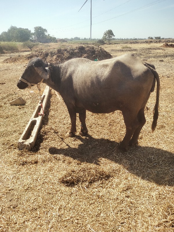 બીજું વેતર