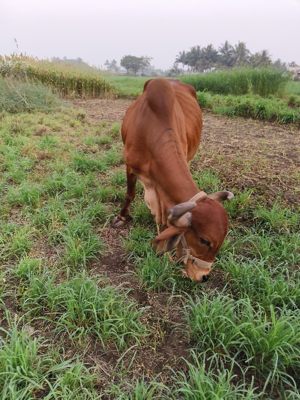 ગાય વેશવાની ની...