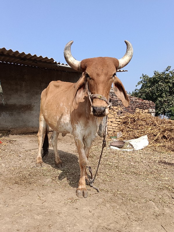 બળદ વેચવાનો છે...