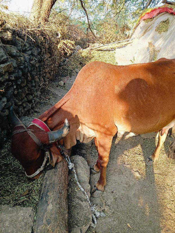 પરેશભાઇ આહીર