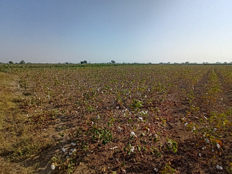 ટુકડો જમીન વેચવ...