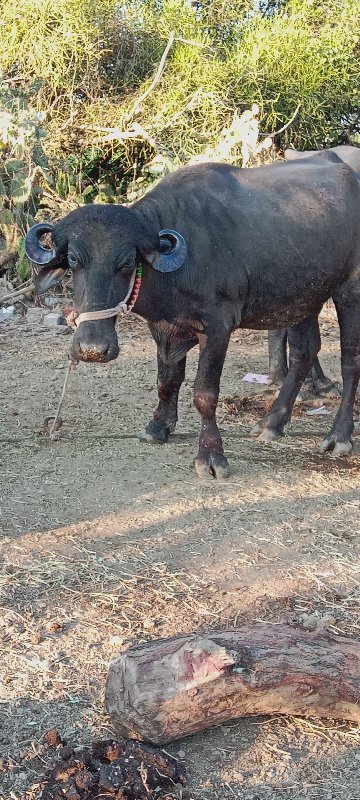 ખડેલી વેચવાની છ...