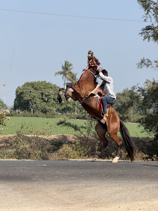 ઘોળી વેચવાની સે