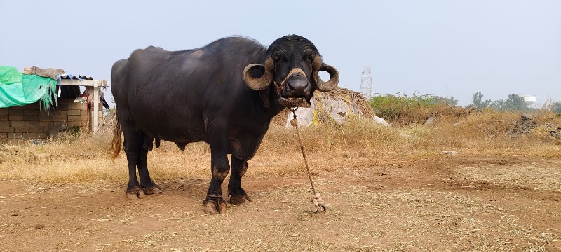 ભેંશ વેશવાની છે