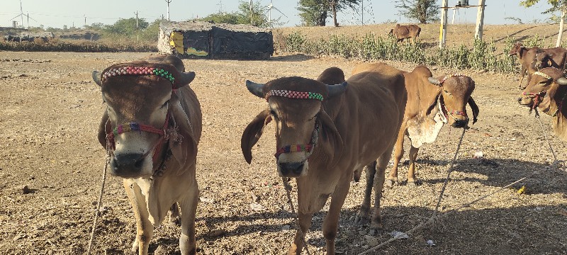 વાચડા વેચવાના છ...