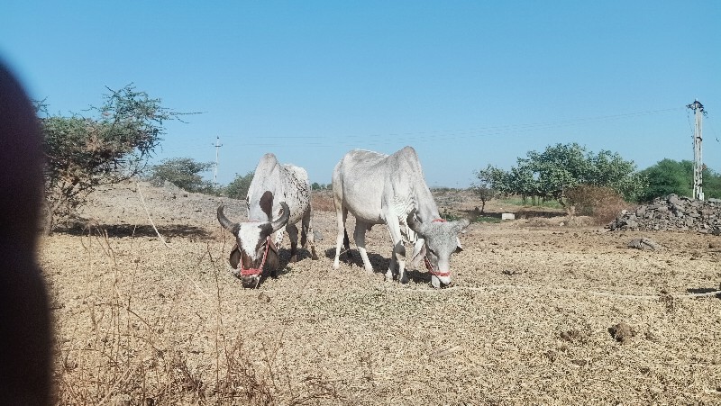 ધેઢલા