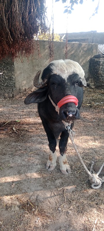 ખડેલી  ૧ કારી ૨...