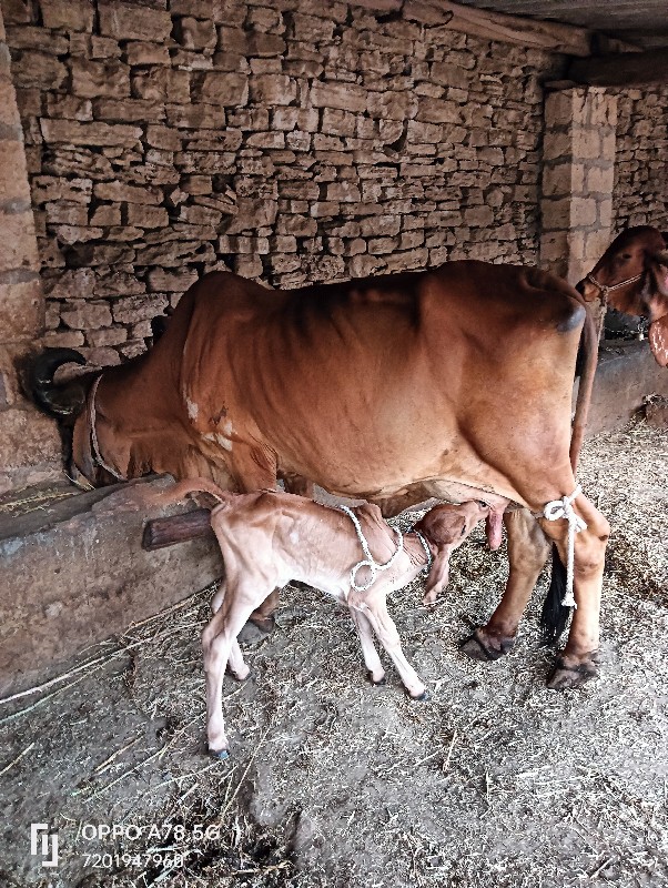 ગાય વેચવાની છે