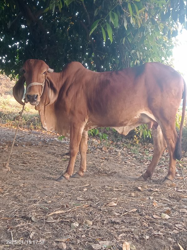 આ હોળકી વેચવાની...