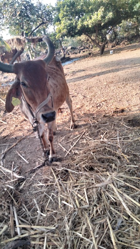 ગાય દેવા નીચે