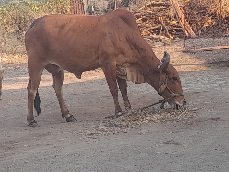 ગાયૂ વેચવાની છે