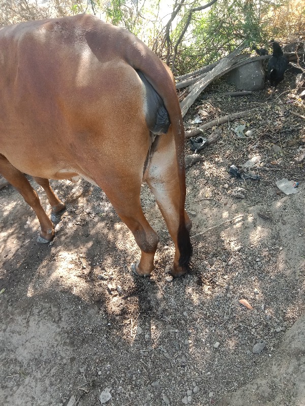 ગાય વેચવાની છે