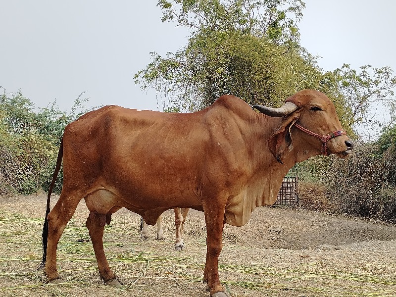 ગિર ગાય