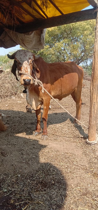 ગાય પેલું વેતર...