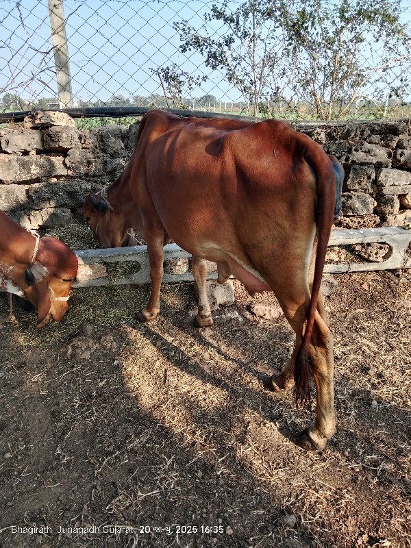 ગીર વોળકી વેચવા...