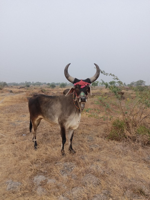 ગોઢલા વેચવાના છ...