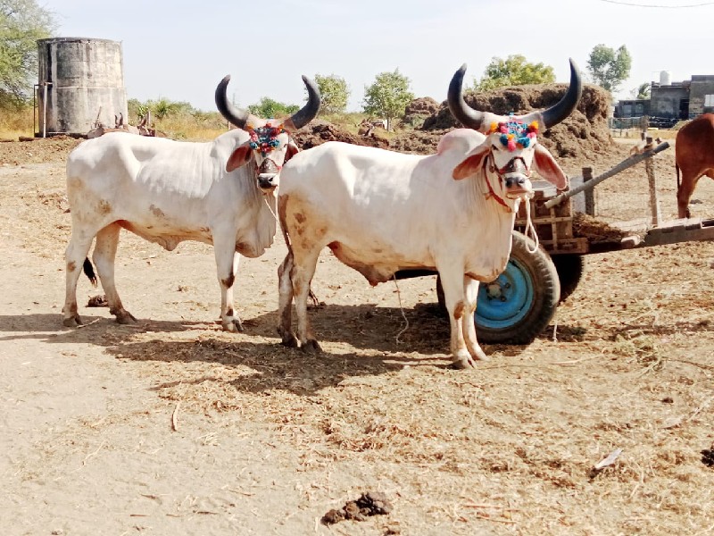 બળદ વેચવાના છે