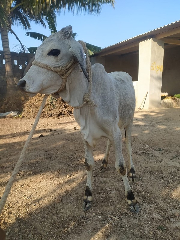 કાંકરેજ વાછડિ વ...