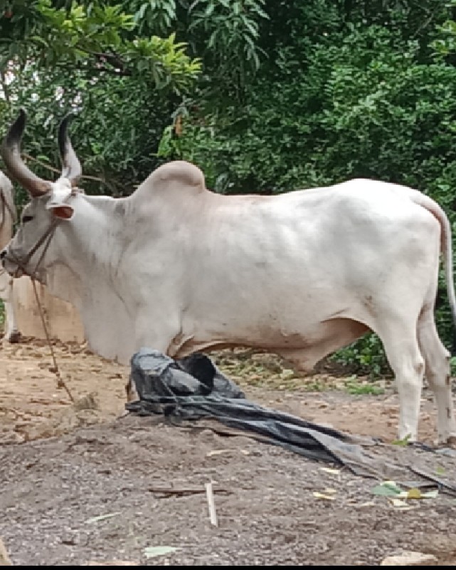 બડદ વેશવાનો સે...