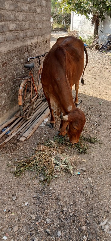 વાછડી