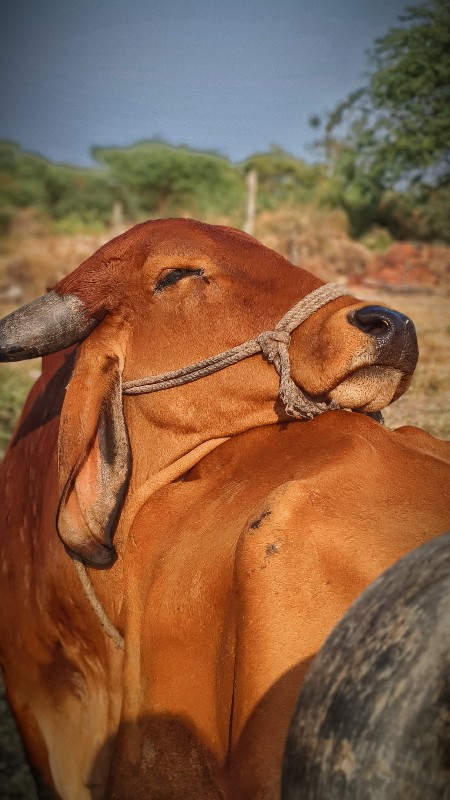 હોળકી વેચવા ની...