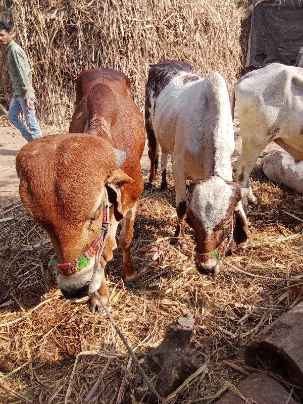 ગોધલા વેચવાના છ...