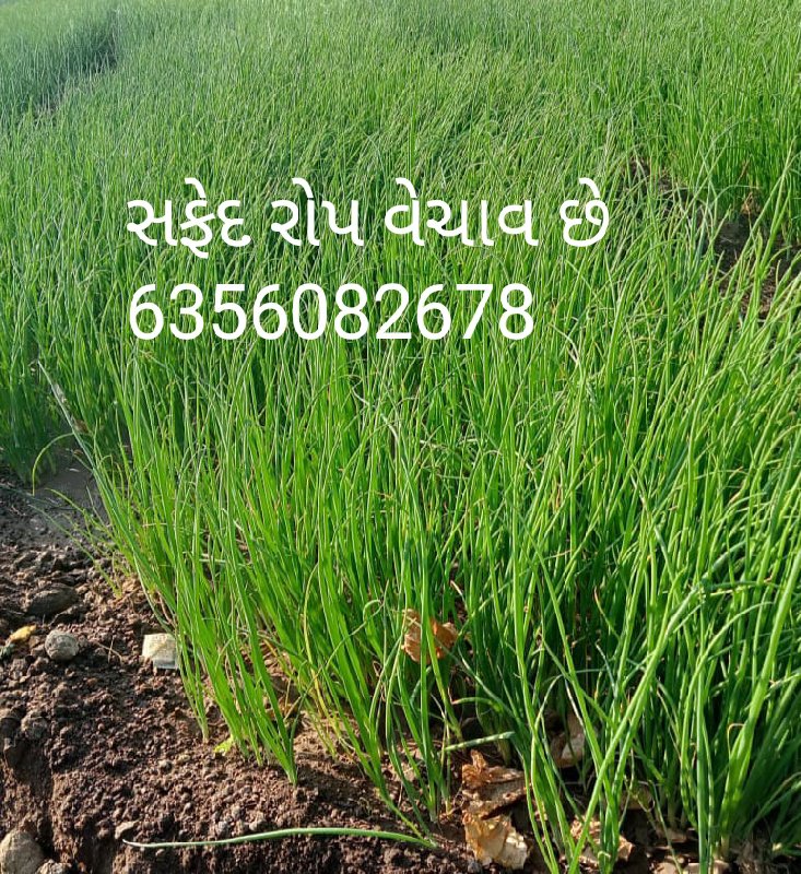 બુઘેલ સફેદ રોપ...