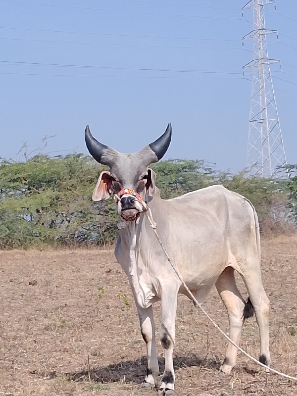 લખુ