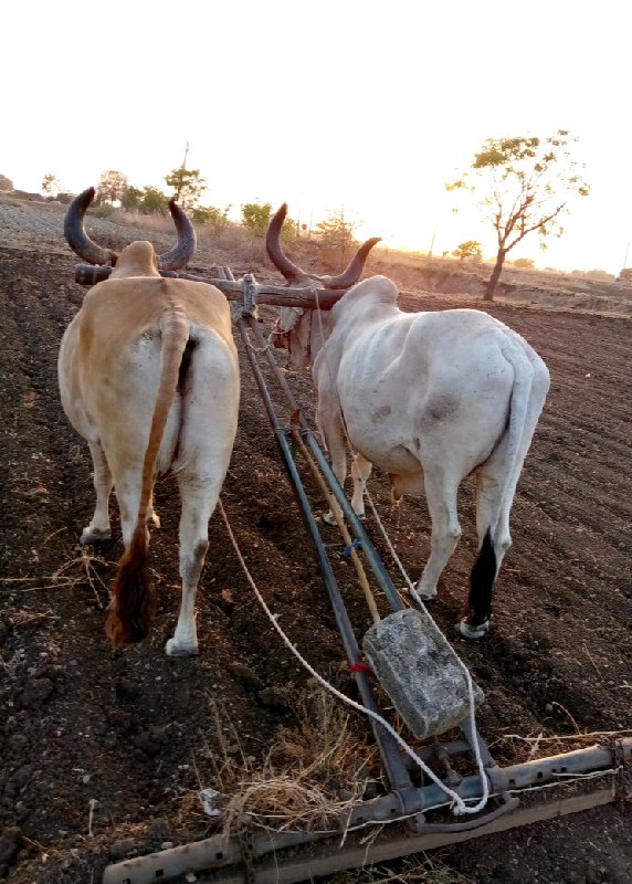 આ. બડદ.  વેચવાન...