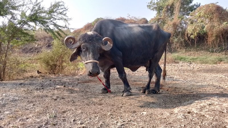 ભેંસ વેચવાની છે...